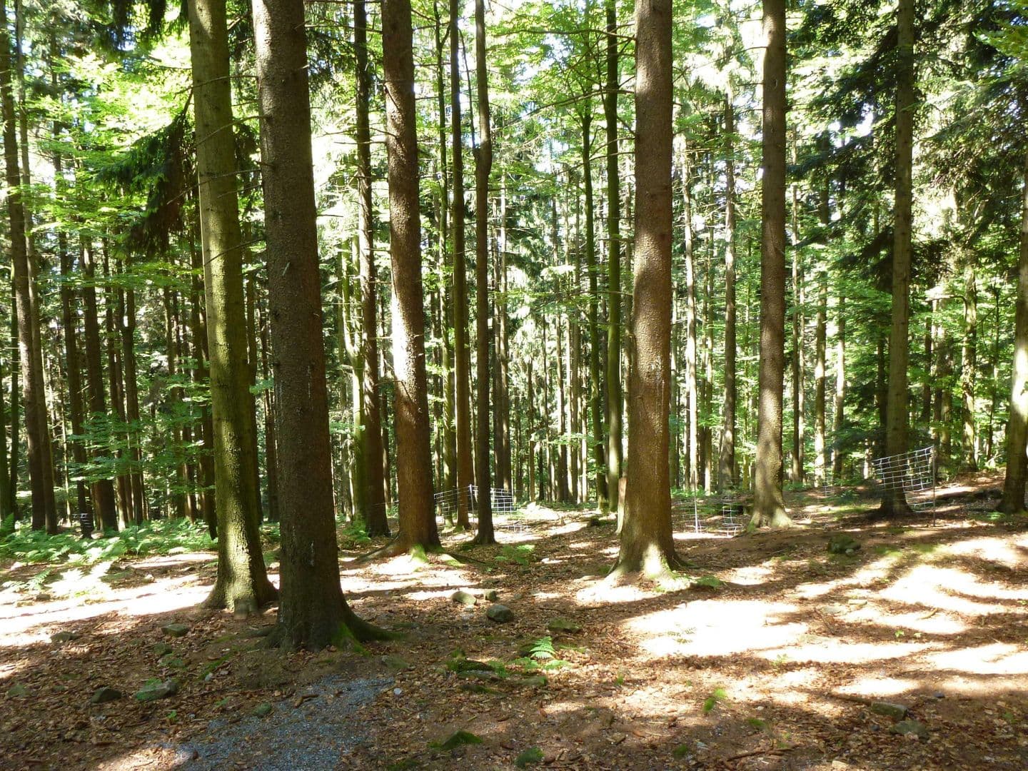 Bayerischer Wald
