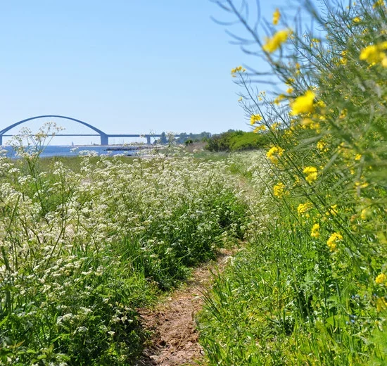 Strand und Küste in Fehmarn
